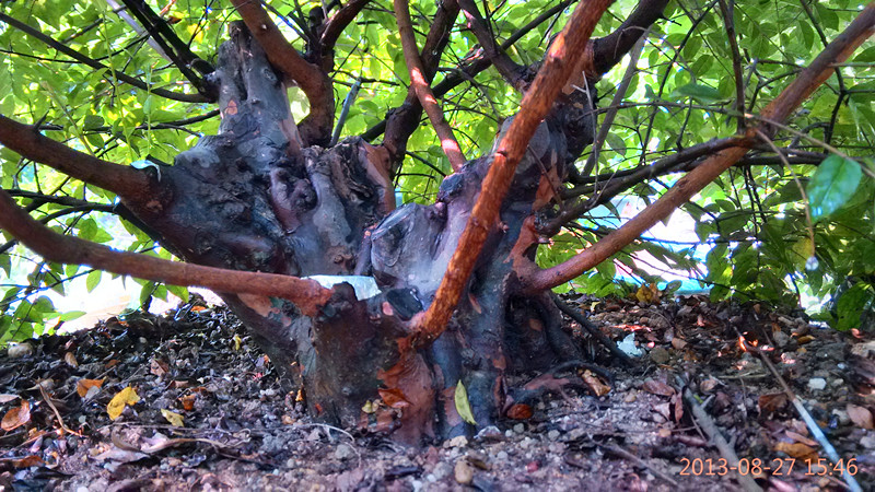 IMG_20130827_154643_HDR_.jpg