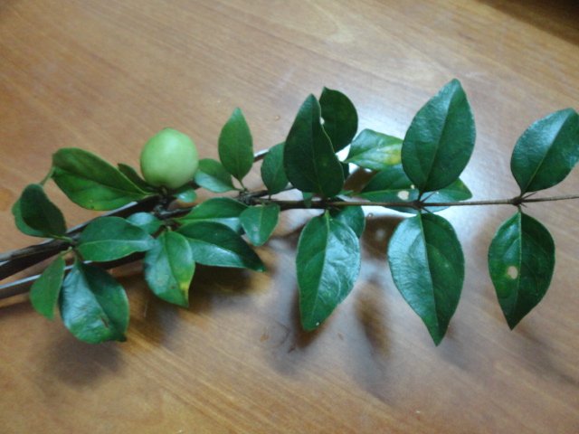 DSC01455.JPG
