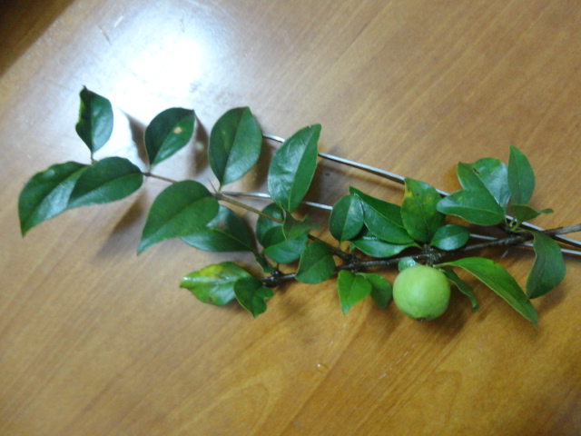 DSC01449.JPG