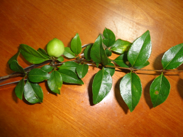 DSC01453.JPG