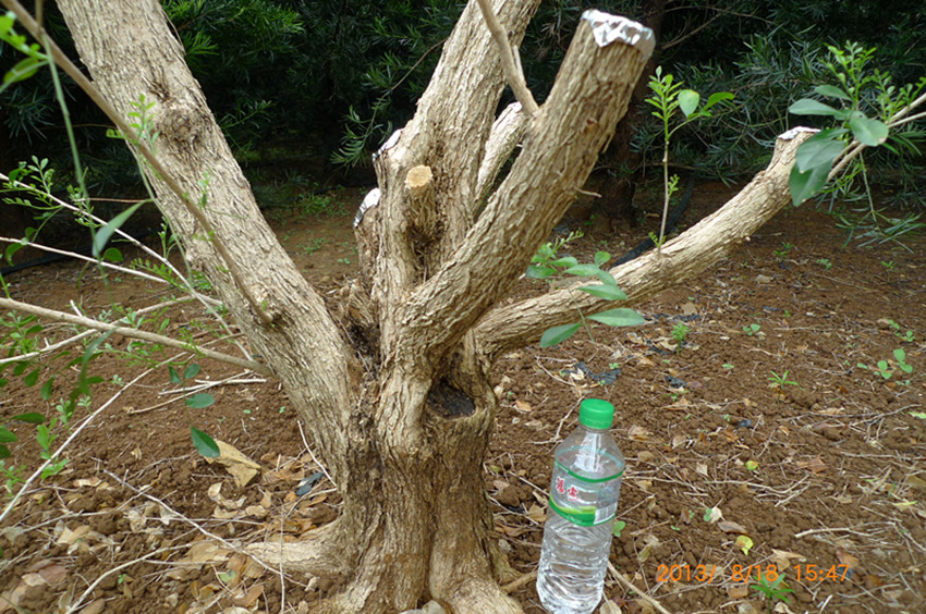 P1060554_.jpg