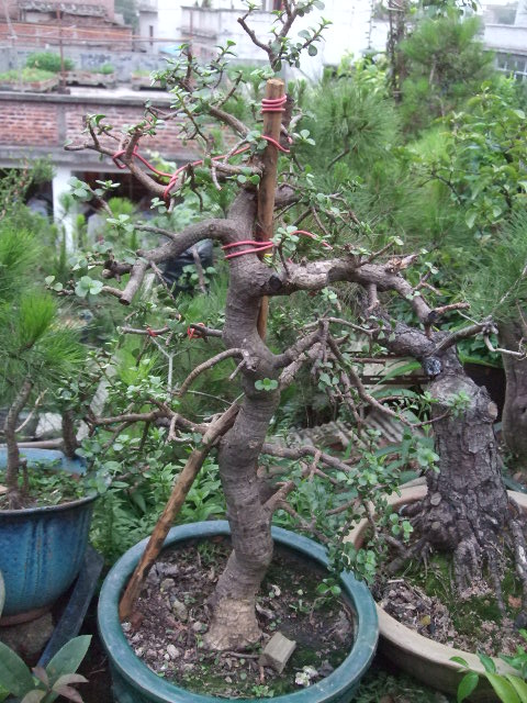 DSCF0589.JPG