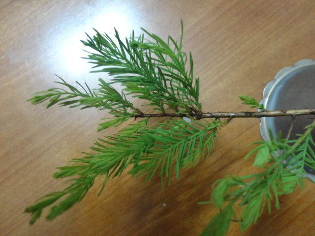 DSC01470.JPG