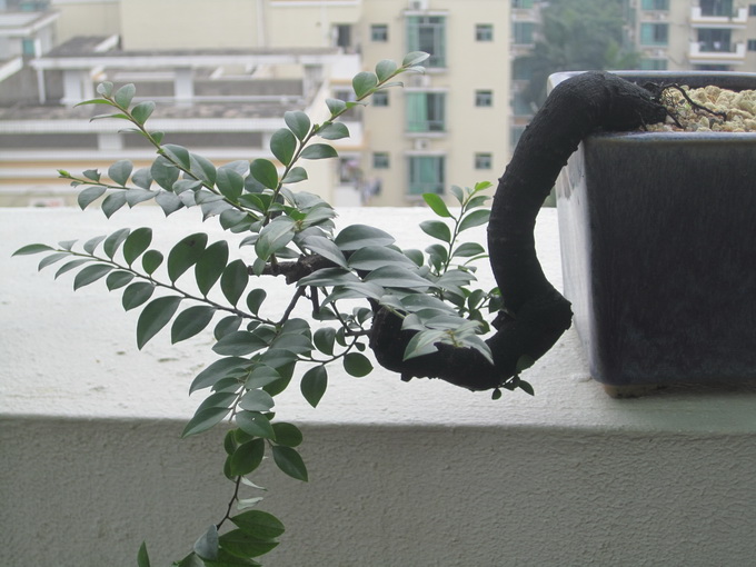 IMG_7501_С.JPG