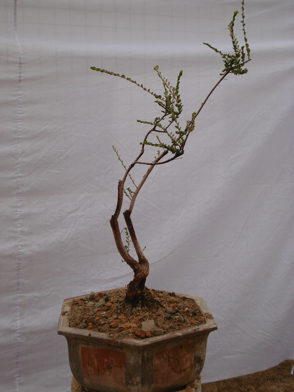 ľ007B2012221.JPG