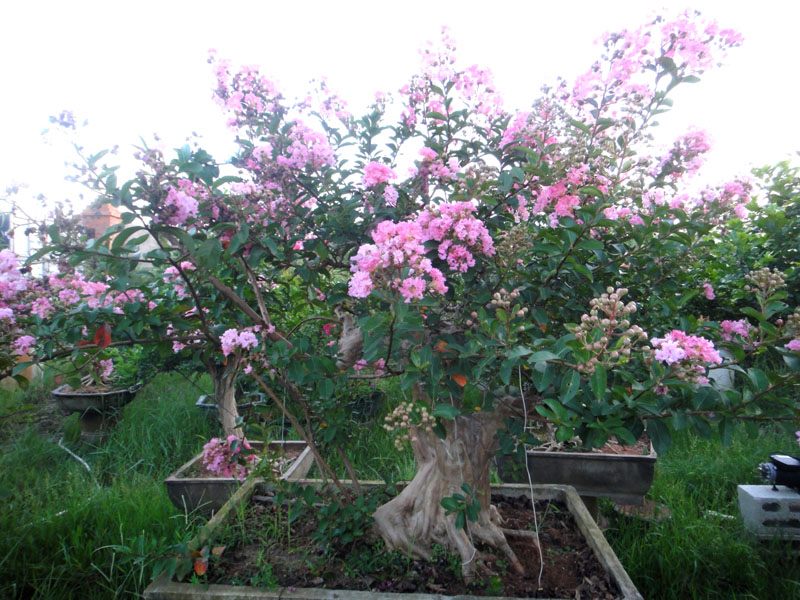 DSC06211a.jpg