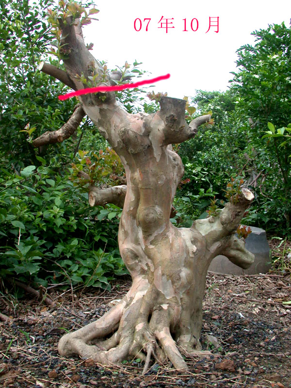 DSCN2115a.jpg