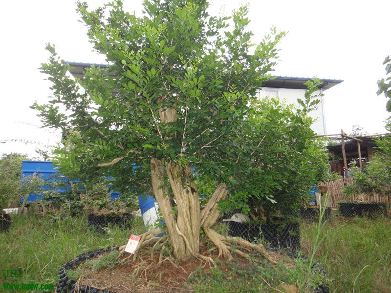 DSC06080a.JPG