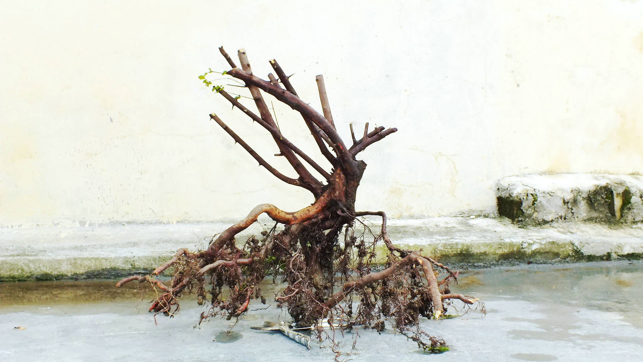 Ƭ 005.jpg