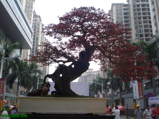DSC01113.JPG