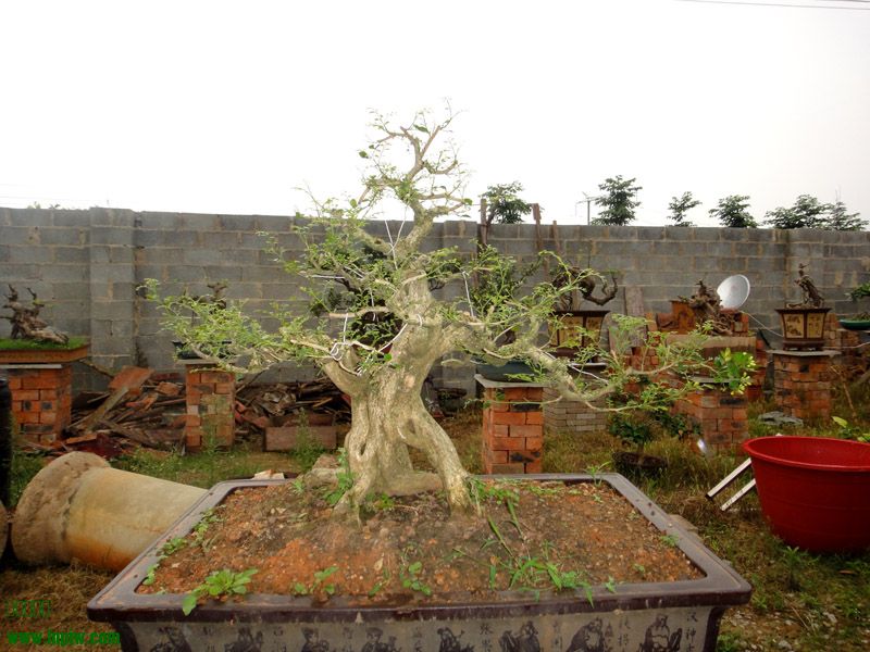 DSC06033a.JPG