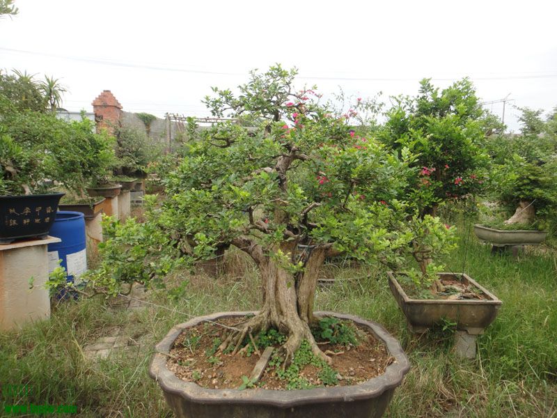 DSC06279.JPG