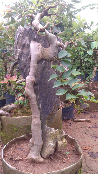 IMAG0856.jpg