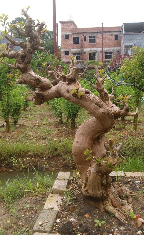 IMAG0802.jpg