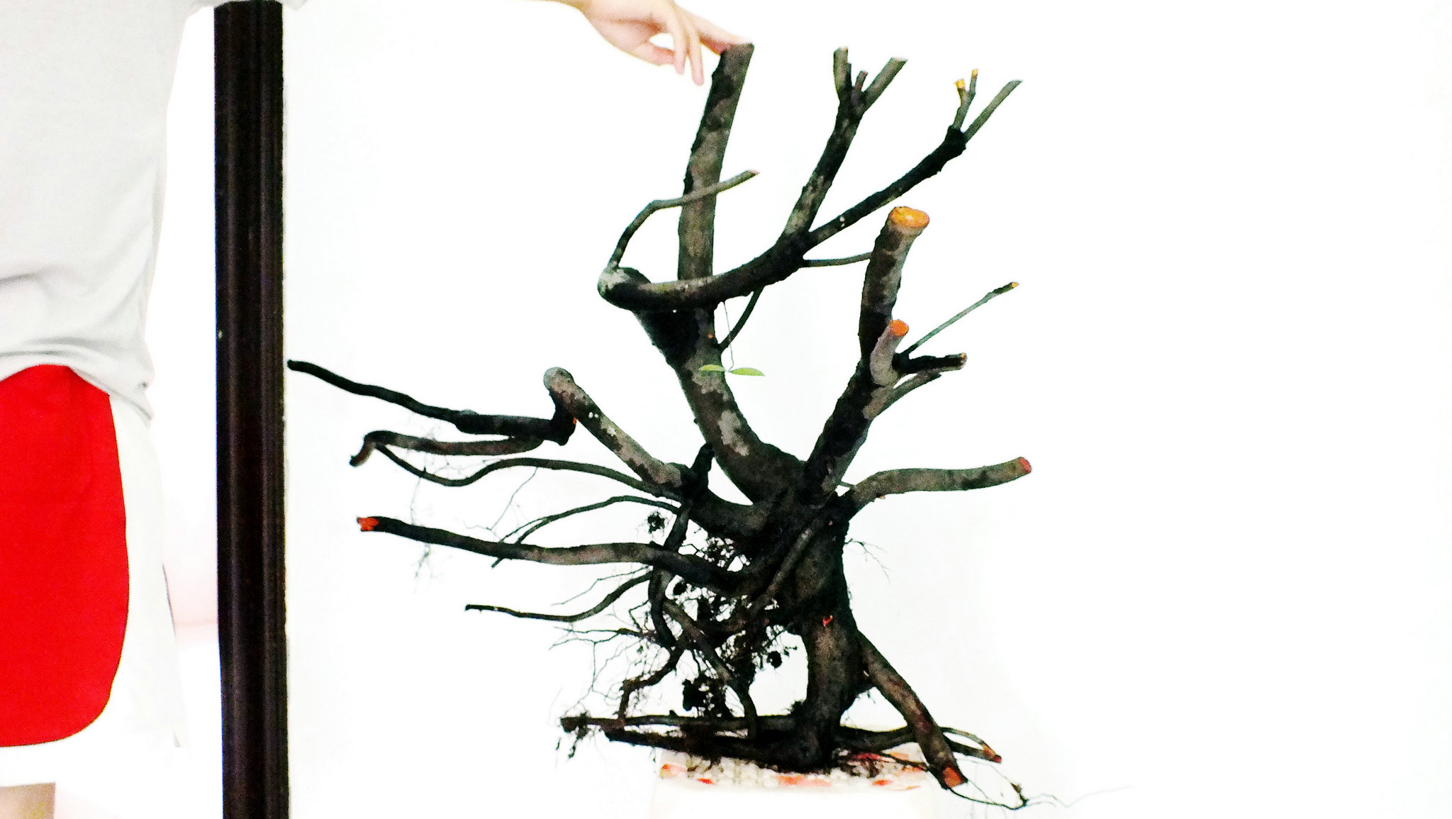 Ƭ 002.jpg