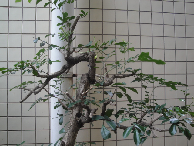 DSC05434.JPG
