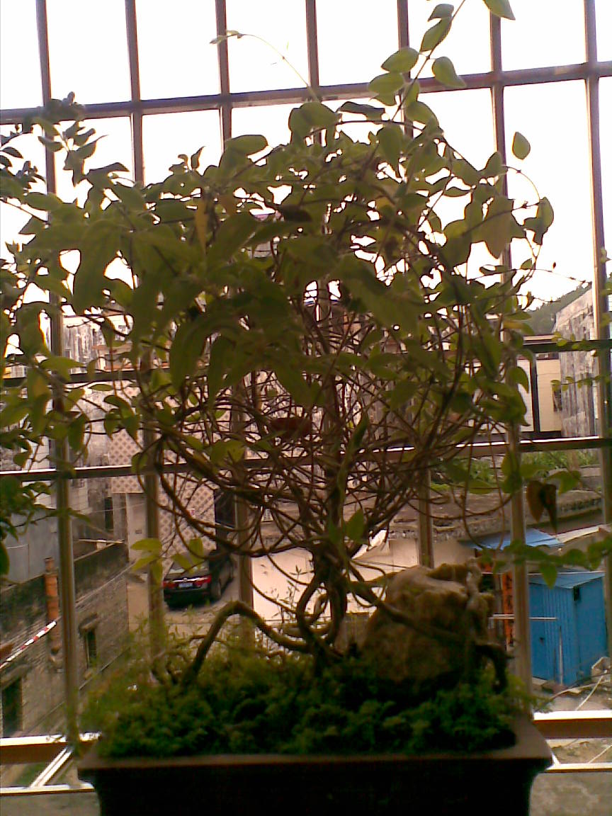 Ƭ 010.jpg