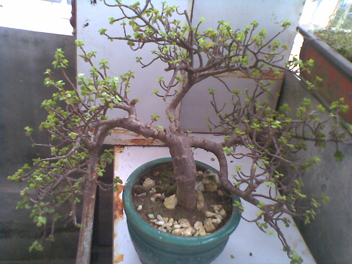 Ƭ 004.jpg