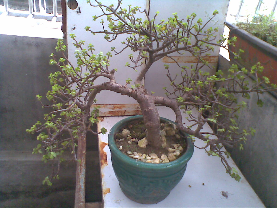 Ƭ 003.jpg