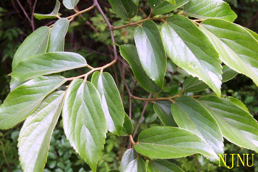 pushu3-1.jpg