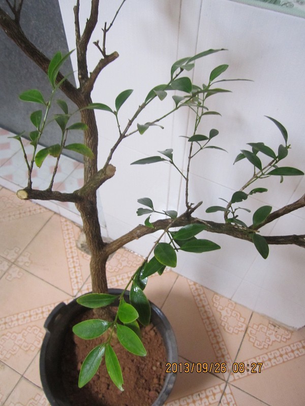 psb (1).jpg