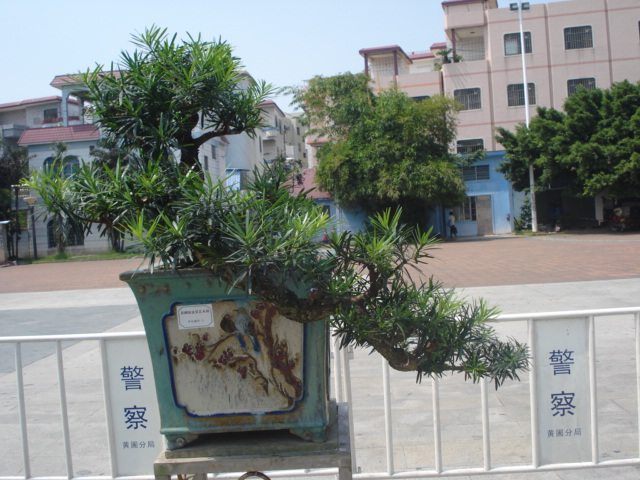 DSC01155.JPG