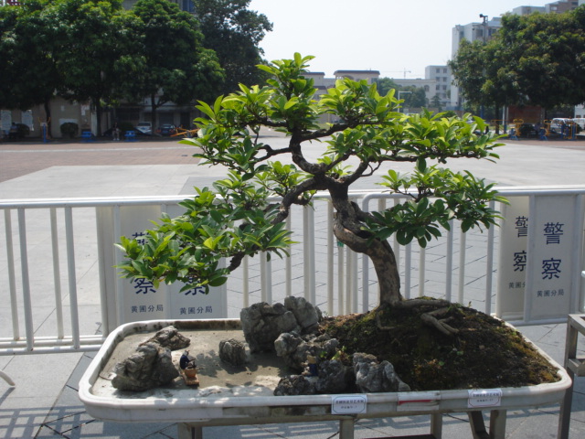 DSC01161.JPG