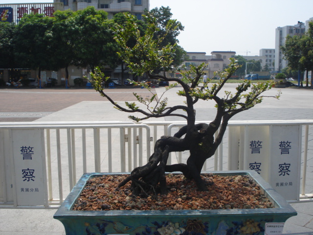 DSC01162.JPG