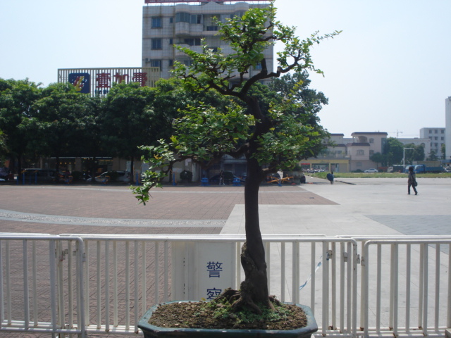 DSC01164.JPG