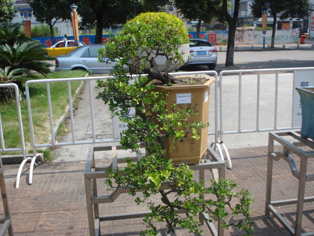 DSC01168.JPG