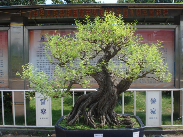 DSC01175.JPG