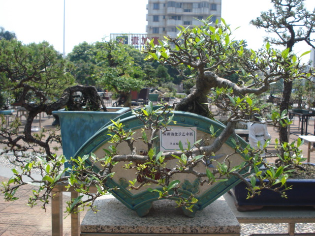 DSC01181.JPG