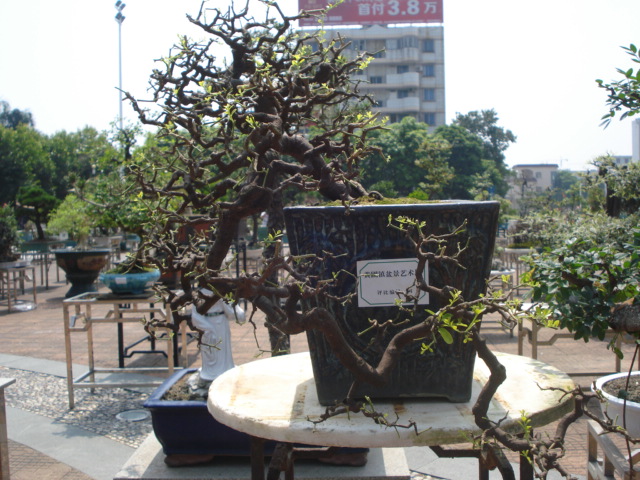 DSC01182.JPG