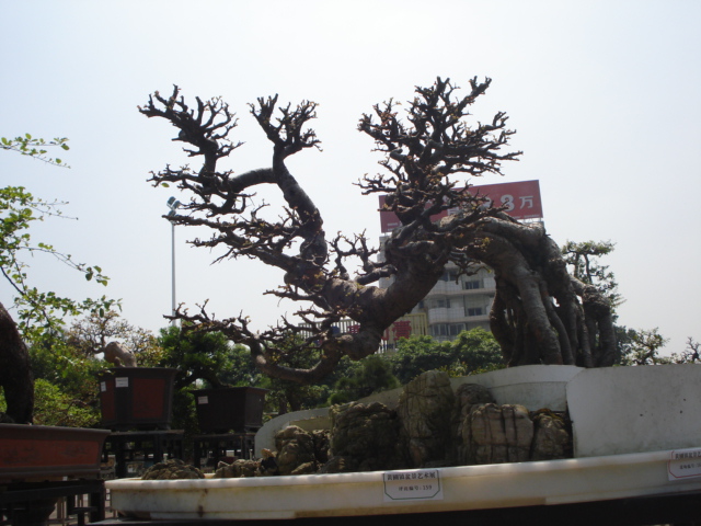 DSC01201.JPG
