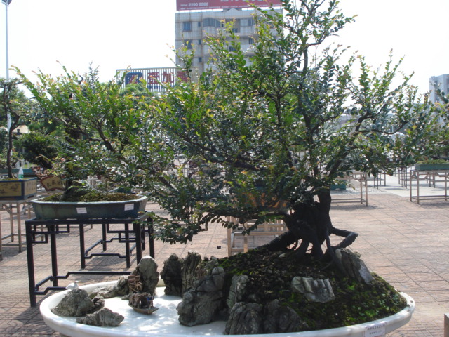 DSC01203.JPG