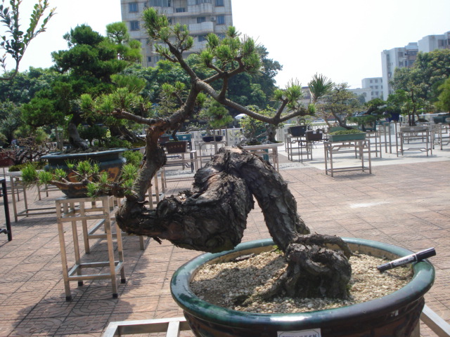 DSC01204.JPG