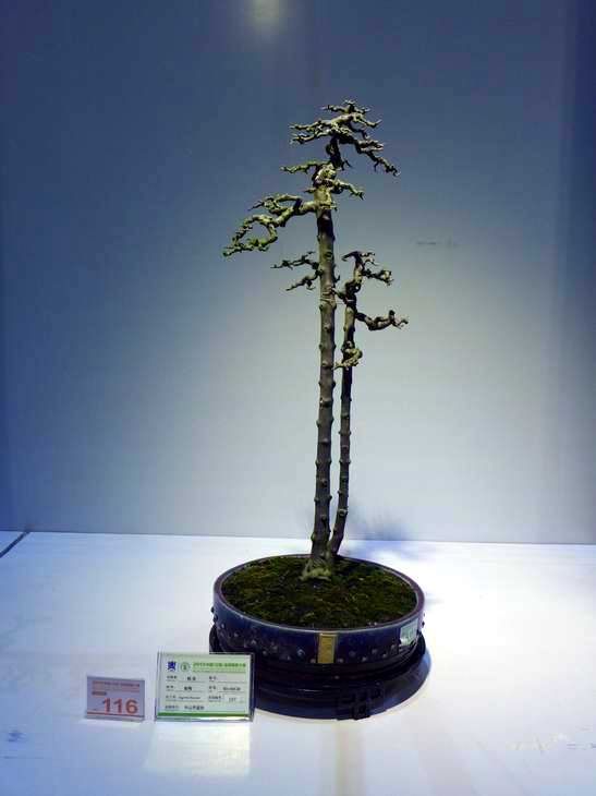 P1050226.JPG