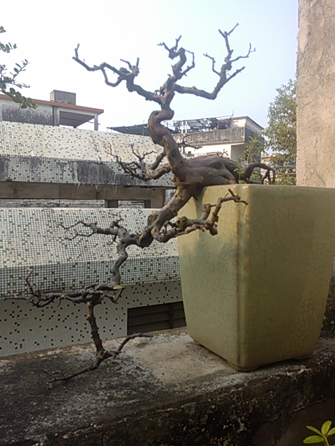 IMG_20131004_161339.jpg