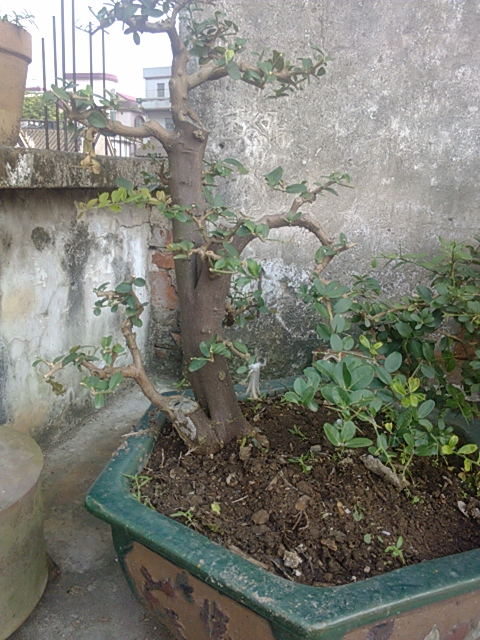 IMG_20131004_161246.jpg