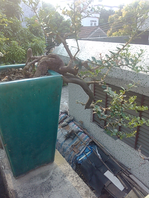 IMG_20131004_161412.jpg