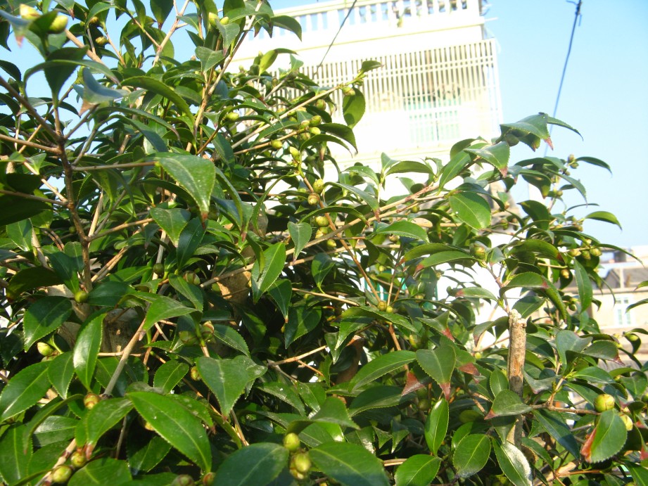 conew_img_7604.jpg