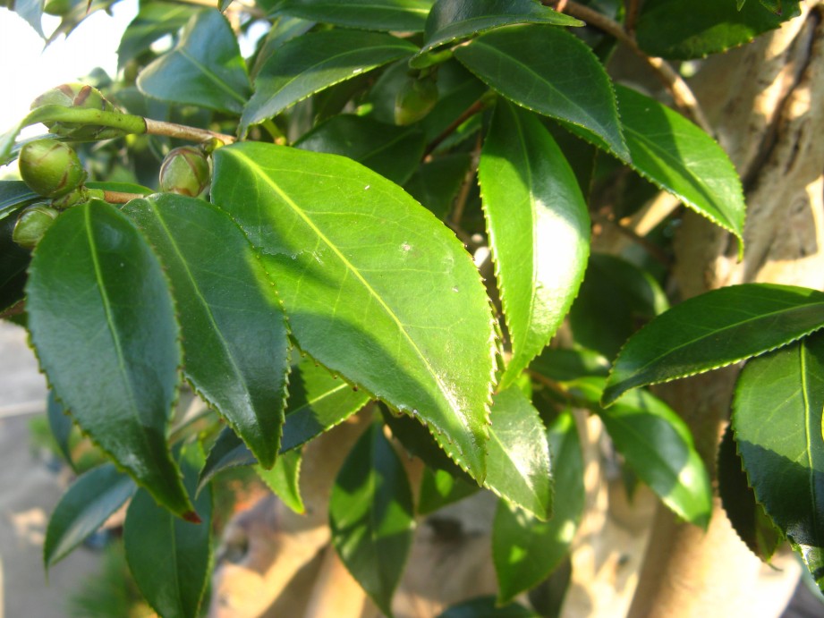 conew_img_7605.jpg
