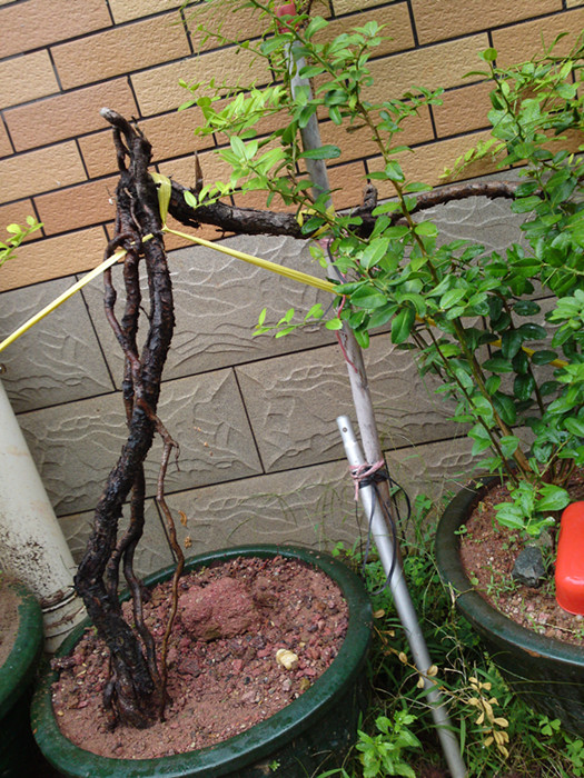 20130928435_.jpg
