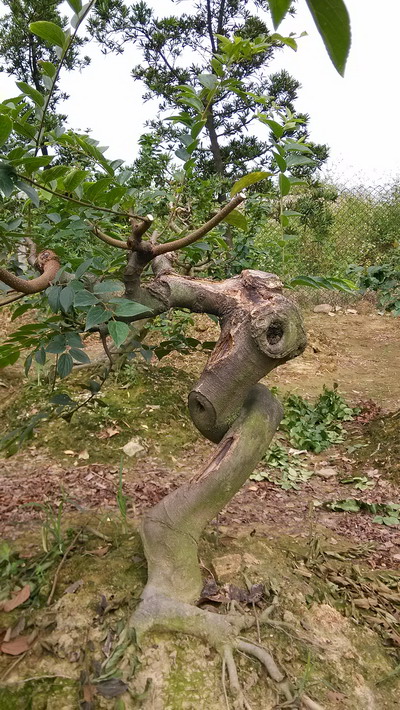 IMG_20130926_135306.jpg