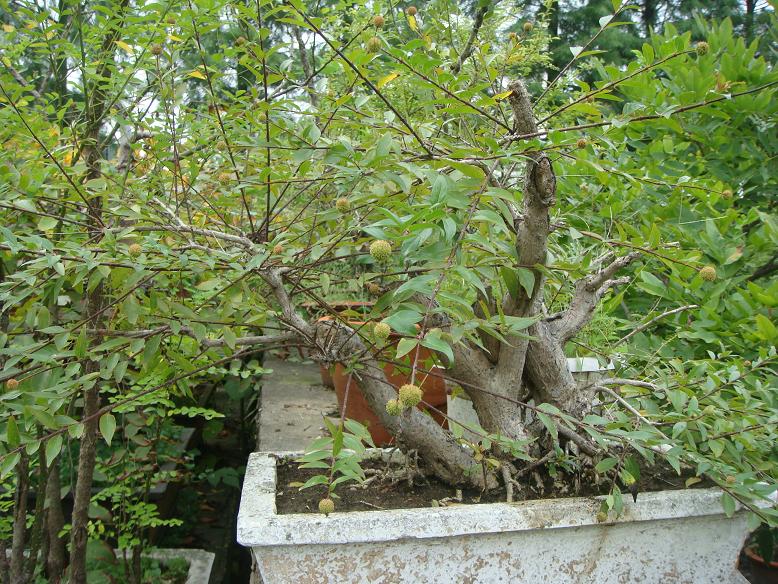 DSC05438.JPG