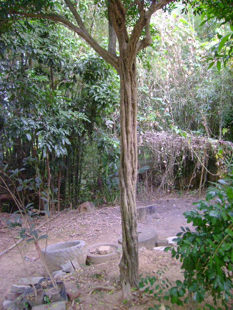 14cm1.6׷֦