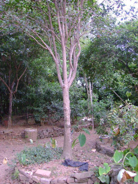 ļ16cm