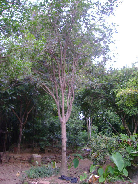 ļ16cm