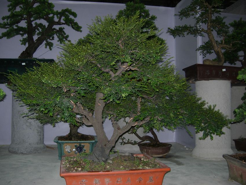 DSCN0453.JPG