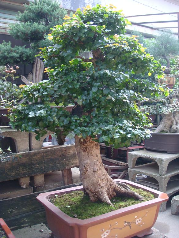 虎刺盆景图片欣赏_小叶虎刺盆景图片